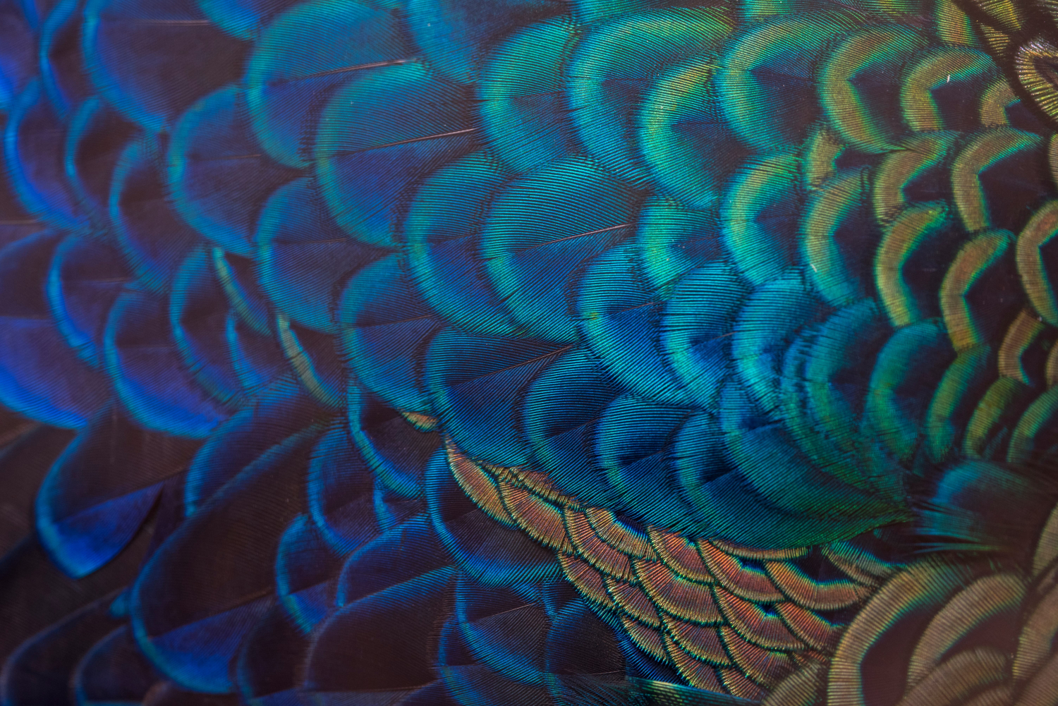Peacock wing